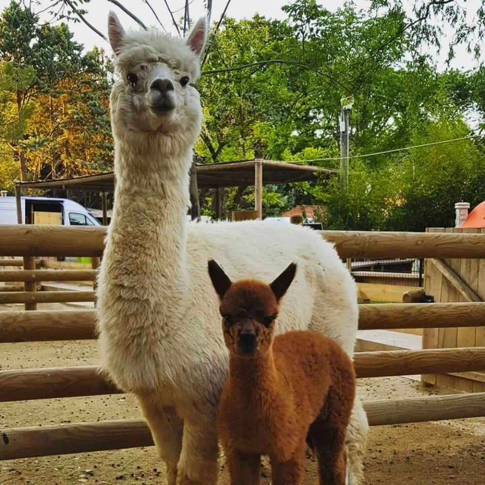 Ferme animalière d'Auriol